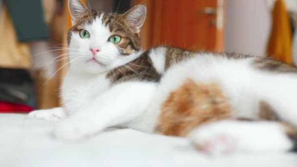 Mutlu Gri Pofuduk Şişman Kedinin Görüntüsü Oturma Odasındaki Yatakta Kürk — Stok video