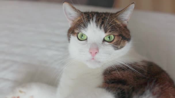 Vista Frontal Gato Gordo Felpudo Cinza Feliz Encontra Manta Branca — Vídeo de Stock