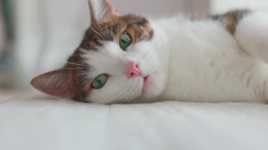 Sıcak kedi yavrusu evdeki bir yatakta battaniyenin üzerinde uyuyor. Sığ odaklanma. Kedi istirahatı yatakta kestiriyor. Sevgililer gününde kedi sevgisi ve arkadaşlık. Rahat bir evcil hayvan, rahat bir evde uyuyor. Yüksek kaliteli FullHD görüntüler