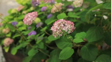 Çiçek açmış güzel pembe ortanca makrofilla çalısı. Yüksek kaliteli FullHD görüntüler