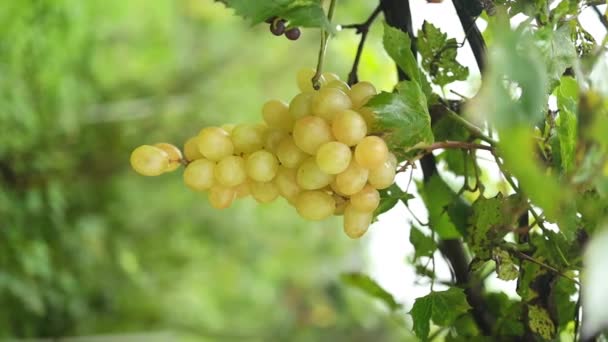 夏天的时候 在葡萄园里挂着成熟的黄色葡萄 背景模糊 家族企业 传统观念 优质Fullhd影片 — 图库视频影像