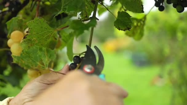 女农民手牵着葡萄 从植物上切下葡萄 葡萄园里成熟的葡萄果实 优质Fullhd影片 — 图库视频影像