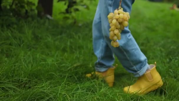 農家の手で白いブドウのジューシーな束をパイプします スタイリッシュな服と黄色いゴムブーツの農民は ブドウの熟成度を確認するワイナリーを歩きます 高品質のフルHd映像 — ストック動画