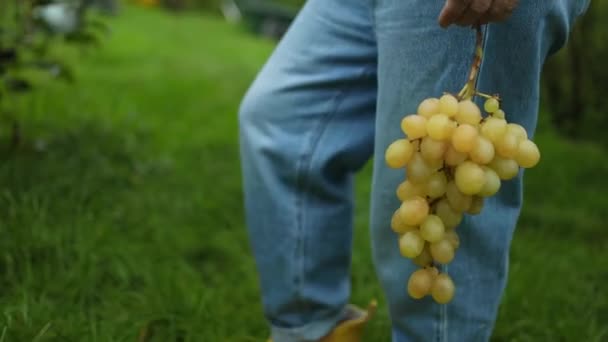 农民手里拿着成熟的多汁的白葡萄 穿着时髦衣服和黄色橡胶靴的农场主穿过酿酒厂 检查葡萄是否成熟 优质Fullhd影片 — 图库视频影像