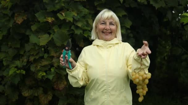 Kobiece Dłonie Zbierające Białe Winogrona Suszonym Ogródkiem Sezonowe Zbiory Ogrodzie — Wideo stockowe