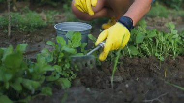 Bahçesinde çalışan, koruyucu lastik eldivenli, bahçe aletli mutlu yaşlı kadın. 50 'lerin yaşlı elleri sebze ve ot ekiyor. Yüksek kaliteli FullHD görüntüler