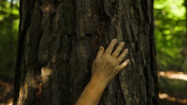 Yaşlı kadın parmakları yeşil yosunlarla kaplı ağaç kabuğuna nazikçe dokunur. Gezegen kaydediliyor, yeşil nesil z çevre bilinci. 