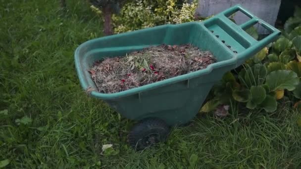 Kolečko Čerstvou Zátěží Posekané Trávy Trávníku Sběr Přírodního Kompostu Mohyle — Stock video