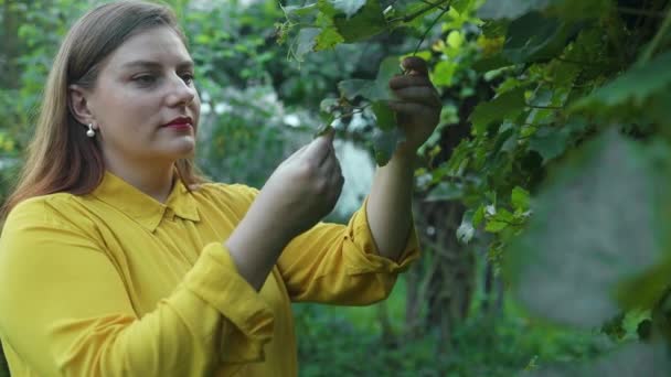 Jovem Agricultora Caucasiana Blusa Maquiagem Amarelas Elegantes Verifica Maturação Das — Vídeo de Stock