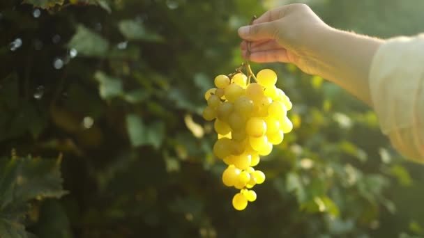 在葡萄园里干活的女农的近照 快乐的女人带着新鲜多汁的白色葡萄浆果在农田里 健康食品和地方耕作 有机食品和精制葡萄酒 — 图库视频影像