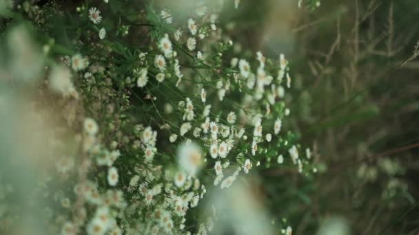 Kamille Witte Madeliefje Bloemen Een Veld Van Groen Gras Zwaaien — Stockvideo