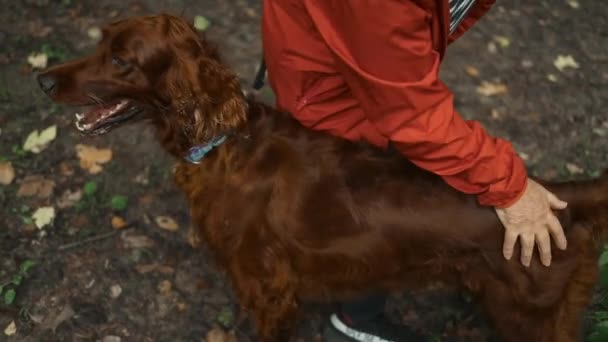 ハッピー50代の女性は 春の森で彼女の大きなアイルランドのセター犬を日没に抱きしめています 健康と健康のための運動 フィットネス トレッキングのための自然の中でシニアハイキングと犬 — ストック動画