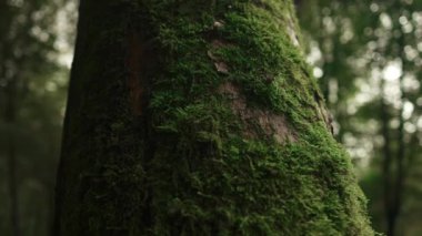 Eski bir ağaçta yosunlu orman manzarası. Güzel derin orman manzarası. Gün batımında orman ormanı arka planı. Yüksek kaliteli FullHD görüntüler