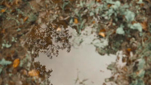 Sonbahar Renklerinde Birikintisi Renkli Yapraklar Ilık Yumuşak Hava Perisi Aynaları — Stok video