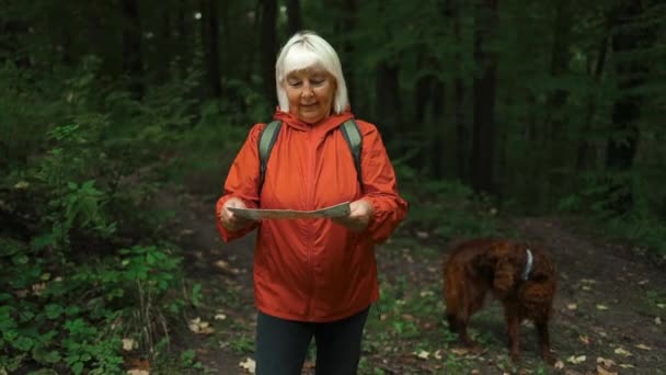 Happy Active Senior Irish Setter Dog Hiking Looking Map Outdoors — Stock Video