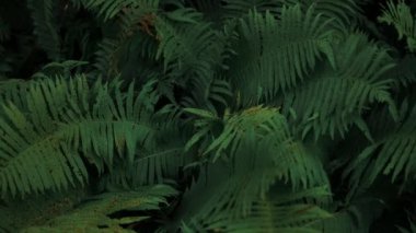 Eğrelti otu. Yeşil eğreltiotu bitkileri doğada. Ormandaki eğreltiotu bitkileri. Taze yeşil tropikal yapraklar. 