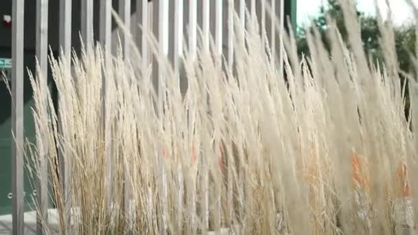 Pampasgras Aus Nächster Nähe Schaukelt Gras Wind Pflanzen Bewegen Sich — Stockvideo