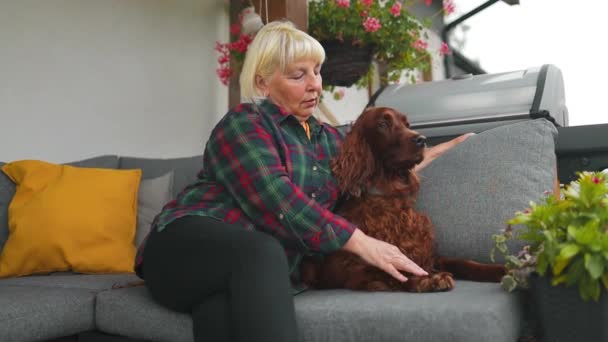 ペットの犬の友情の裏庭に屋外に座っているアイルランドのより良い犬と白人のシニアの女性の肖像画 ライフスタイルと友情の概念 高品質フルHd映像 — ストック動画