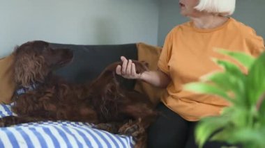 50 'li yaşlardaki yaşlı bir kadın, sıcak bir yatak odasında eğlenirken soylu İrlandalı Setter köpeğini okşayıp öpüyor.. 