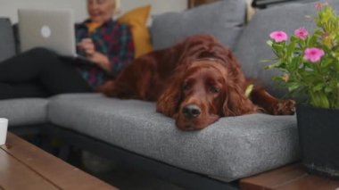 Arka bahçedeki kanepede dizüstü bilgisayarla çalışan güzel genç bir kadın. Şirin İrlandalı Setter köpeği bahçede rahat bir kanepede dinleniyor. Yüksek kaliteli FullHD görüntüler