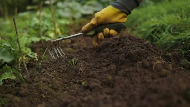ハンドツールで庭の土地の栽培 土が緩んでいる ガーデニングコンセプト ベッドルーで栽培されている農業用植物 高品質のフルHd映像 — ストック動画