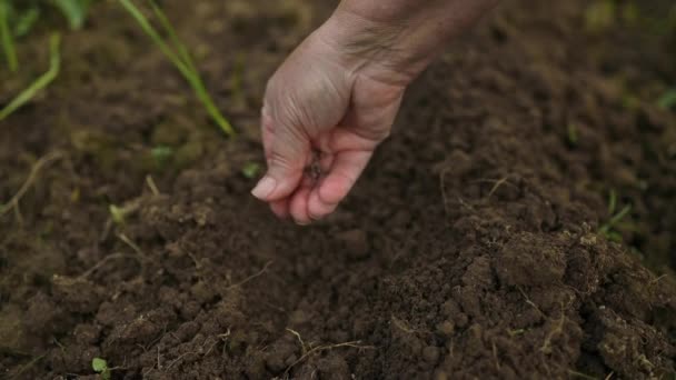 Mão Feminina Agricultor Semeando Sementes Solo Preparado Quintal Leito Vegetal — Vídeo de Stock