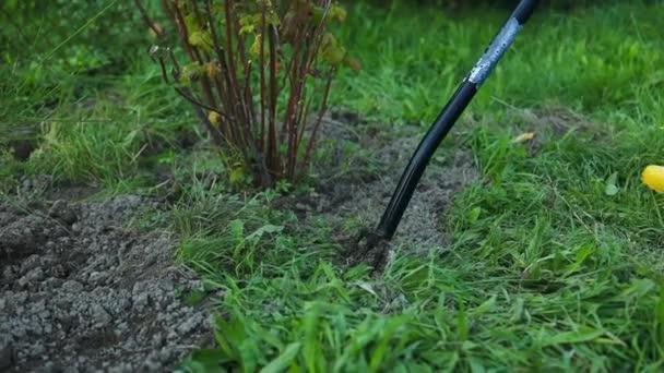 女性労働者は 野菜園のシャベルで土壌を掘る 農業と厳しい労働コンセプト 高品質のフルHd映像 — ストック動画