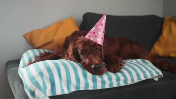 ブランケットでリラックスした誕生日パーティーで祝うピンクのパーティーの帽子とハッピーかわいいアイルランドのセッター犬の子犬 居心地の良い家 快適さ 暖かさ 冬のコンセプト — ストック動画