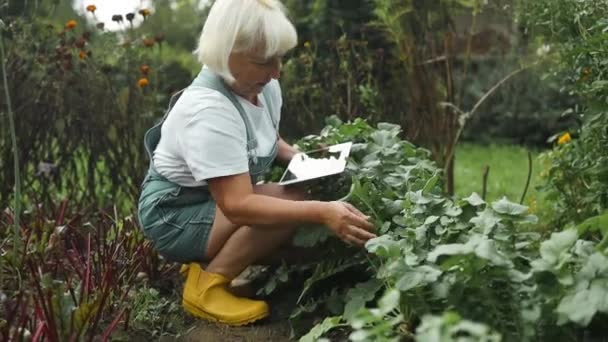 Розумна Фермерка Агрономіст Перевіряє Свіжий Дакон Овоч Таблетками Жінка Фермер — стокове відео