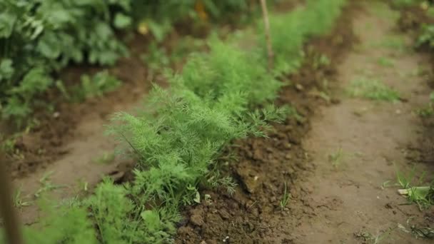 Organicky Pěstovaný Kopr Půdě Ekologické Zemědělství Venkovských Oblastech Vysoce Kvalitní — Stock video