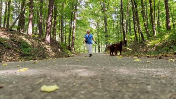 Visszapillantás Idősebb Nőre Szetter Kutyájára Akik Szabadban Töltik Idejüket Egy — Stock videók