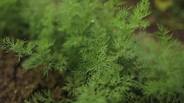 Organicky Pěstovaný Kopr Půdě Ekologické Zemědělství Venkovských Oblastech Vysoce Kvalitní — Stock video