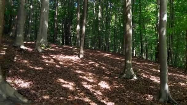Belle Forêt Printemps Avec Soleil Éclatant Travers Les Arbres — Video