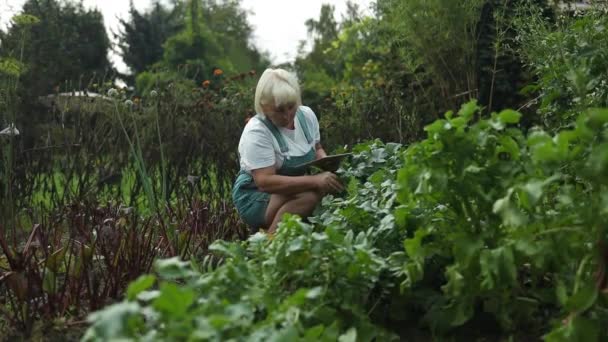 Mulher Agricultora Inteligente Agrônomo Verifica Vegetal Daikon Fresco Com Tablet — Vídeo de Stock