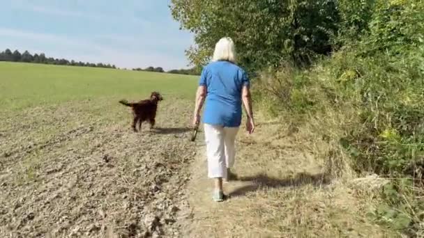 Visão Traseira Mulher Sênior Seu Cão Cão Cão Setter Irlandês — Vídeo de Stock
