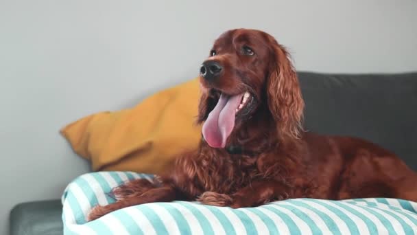 リビングルームでリラックスした疲れたアイルランドのセター犬のクローズアップショット カメラを見て 自宅でポーズ ハッピー国内の動物コンセプト 子犬リラックス — ストック動画