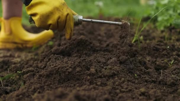 ハンドツールで庭の土地の栽培 土が緩んでいる ガーデニングコンセプト ベッドルーで栽培されている農業用植物 高品質のフルHd映像 — ストック動画