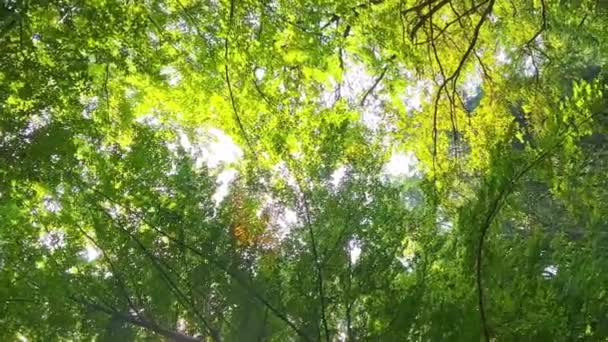 Зеленый Лес Дерево Зелеными Листьями Солнечным Светом Фон Нижнего Вида — стоковое видео