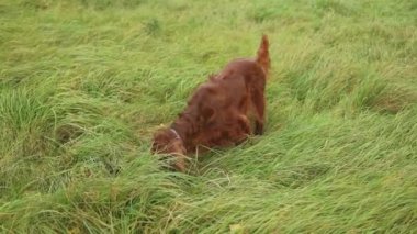 Köpek İrlandalı Yerleşimci yazları sahibinin yanında köy yolunda buğday tarlasında yürür. Çiftlik. Agro. Yüksek kaliteli FullHD görüntüler