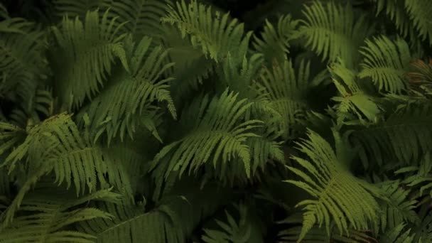 Närbild Ormbunksblad Skogen Botanisk Vacker Bakgrund Morgon Idyllisk Skog Högkvalitativ — Stockvideo