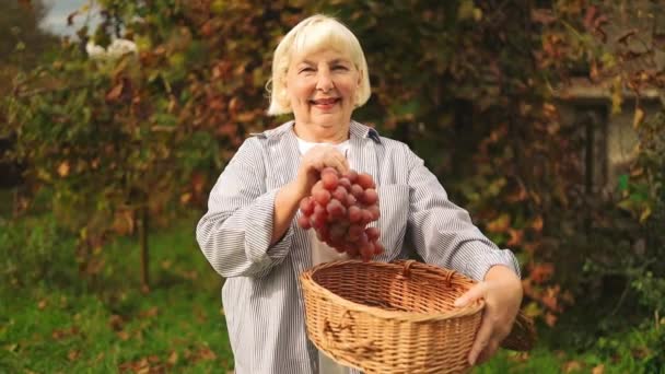 Druivenoogst Boeren Handen Met Vers Geoogste Roze Druiven Hoge Kwaliteit — Stockvideo