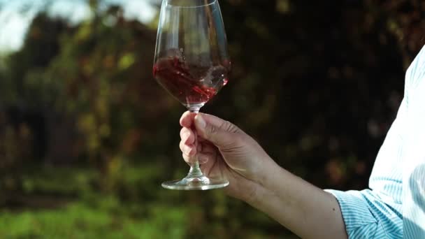 女人拿着一杯红酒和一堆黑葡萄在葡萄园里年份 收获和酿酒的概念 优质Fullhd影片 — 图库视频影像