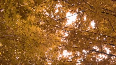 Sonbahar ormanında sabah. Güneş ışınları muhteşem sonbahar ağacının altın ve turuncu yapraklarını delip geçer. Büyülü sonbahar manzarası. Yüksek kalite 4k görüntü