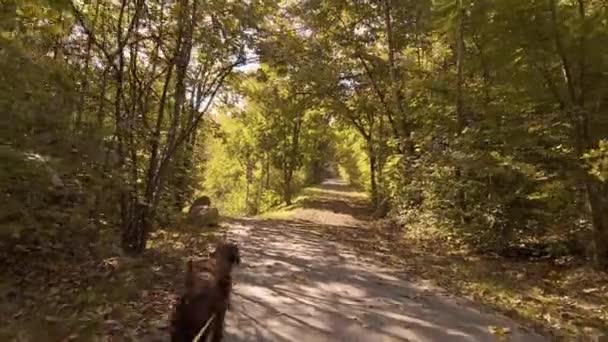 爱尔兰猎狗在夏天的森林里玩大自然的游戏 高质量的4K镜头 — 图库视频影像