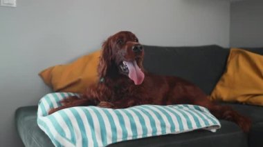 Mutlu şirin İrlandalı köpek yavrusu battaniyede dinleniyor. Rahat ev kavramı, rahatlık, sıcaklık, sonbahar, kış.