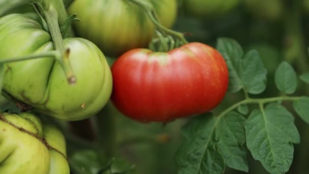 Beautiful Red Ripe Heirloom Tomatoes Grown Greenhouse Gardening Tomato Photograph — Stock Video