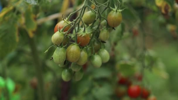 Hermosos Tomates Rojos Maduros Cultivados Invernadero Gotas Agua Verduras Orgánicas — Vídeos de Stock