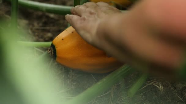 Mujeres Manos Recogiendo Calabazas Cultivadas Casa Cosechar Concepto Comida Saludable — Vídeos de Stock