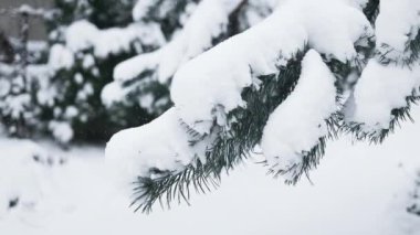 Güneşli bir kış sabahı, dağlık doğada güzel bir kar örtüsü. Frosty Spruce şubeleri. Açık hava don sahnesi. Kar mevsimi arka planı. Doğa Ormanı Işığı manzarası. 