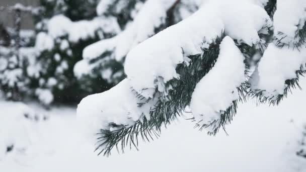 Piękny Pokryty Śniegiem Krajobraz Górzystej Przyrody Słoneczny Zimowy Poranek Gałęzie — Wideo stockowe